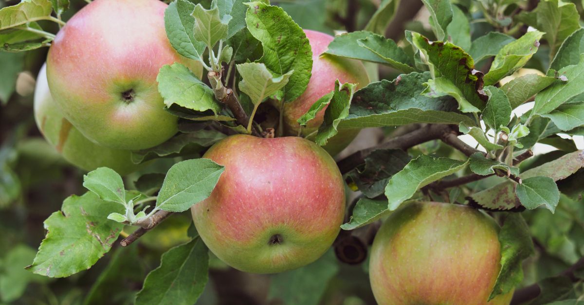 Close-up of ripe apples growing on a tree branch in Garešnica, Croatia.